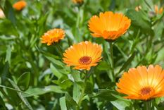 Además de su belleza en el jardín, esta planta brinda diferentes propiedades medicinales. Foto: Hogarmanía (hogarmania.com)