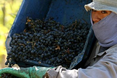 MDZol | La producción vitícola está en la mira. Foto: Nacho Gaffuri / MDZ