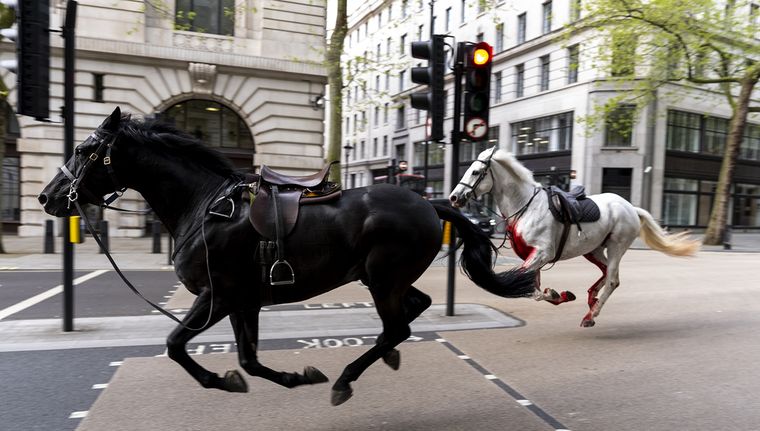 Dos de los caballos galopando por las calles de Londres. Foto: DPA