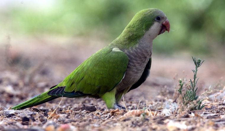 Las catas argentinas han invadido Europa. Foto: Efe.