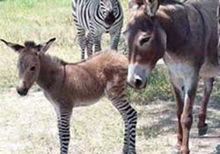 Este es el híbrido nacido en Cuba. Foto: Web