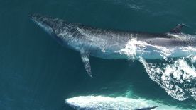 La ballena sei llevaba casi 100 años desaparecida de las costas de Argentina.