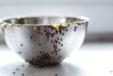 Aleja esta plaga con productos naturales. Foto: Shutterstock