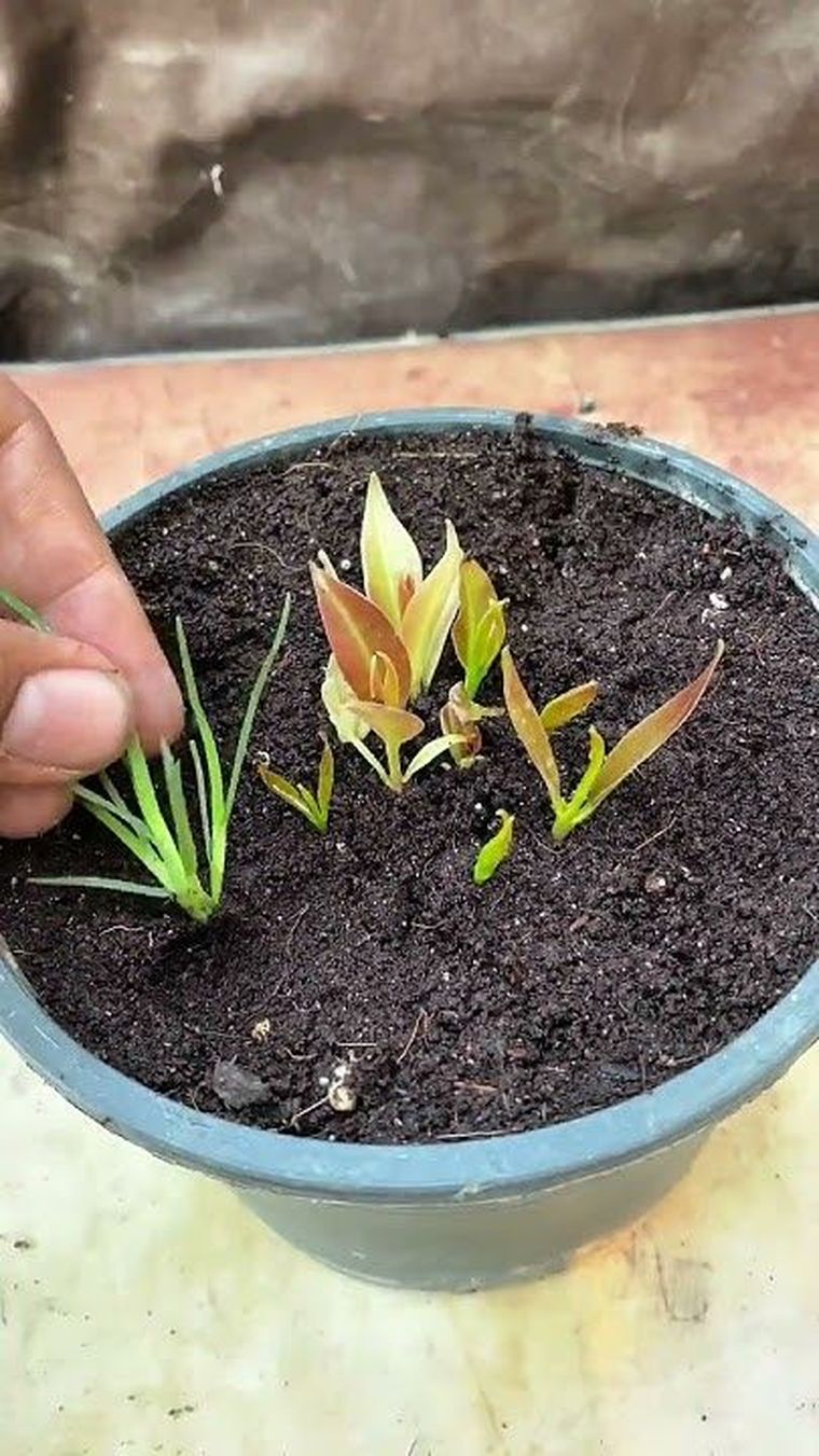 Cultivar clavos de olor en macetas. Cultivar clavos de olor en macetas.