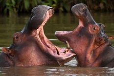 Según estimaciones científicas, actualmente hay unos 200 hipopótamos silvestres en Colombia.