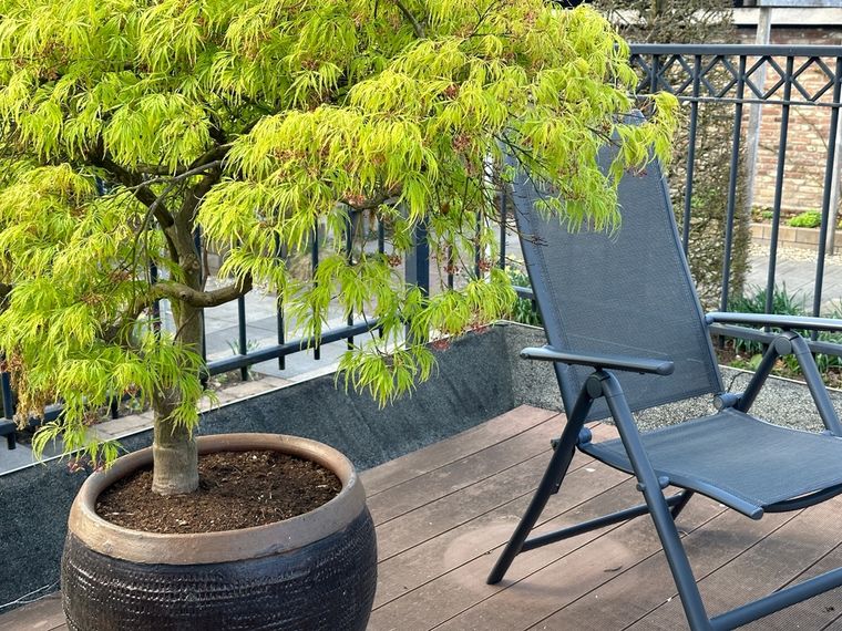 El arce japonés aporta color y un estilo ornamental ideal para balcones modernos. Foto: Shutterstock El arce japonés aporta color y un estilo ornamental ideal para balcones modernos. Foto: Shutterstock