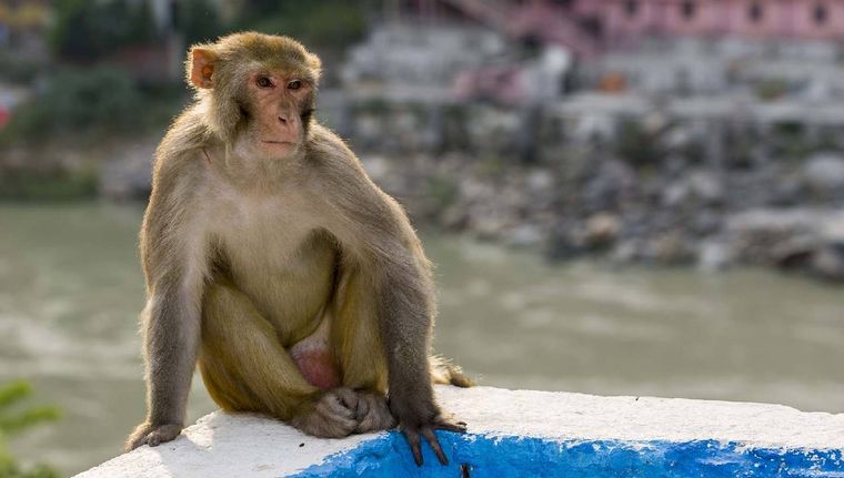 Cuál es el significado de soñar con monos (Shutterstock).