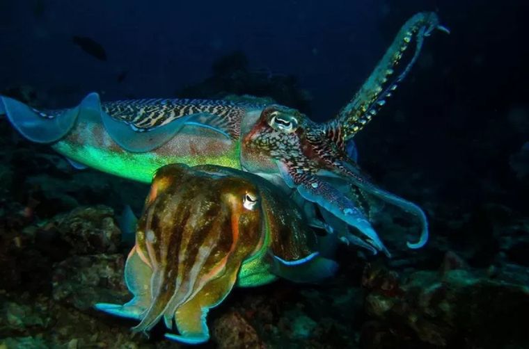 Sepias gigantes australianas apareándose. Foto: GETTY IMAGES