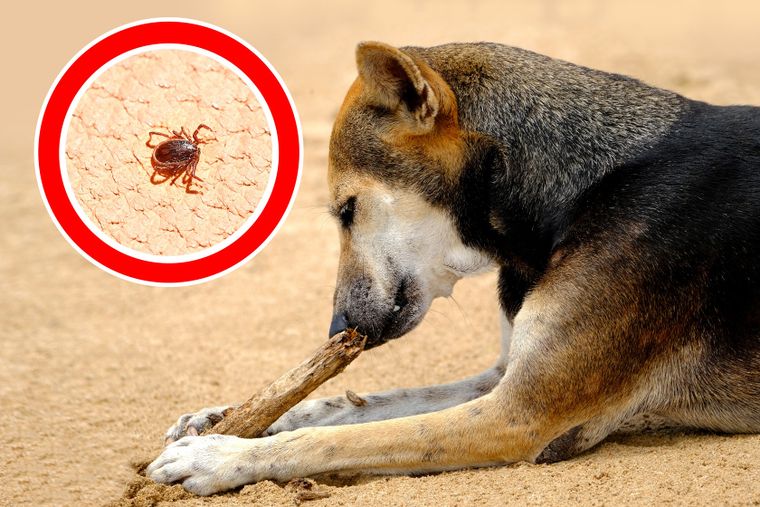 Este repelente casero se realiza con ingredientes de cocina.