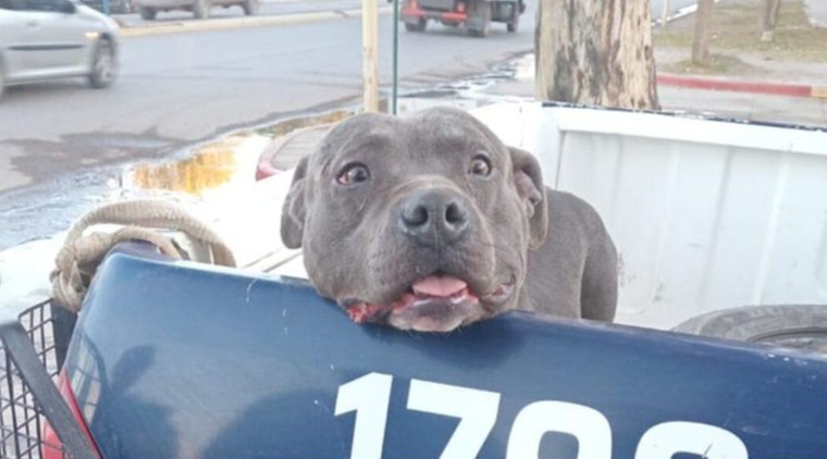 El pitbull estaba suelto en la ciudad y atacó al menos a cinco personas Foto: X