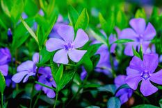 Las vincas tendrán flores durante todo el año con este abono casero Foto: Shutterstock