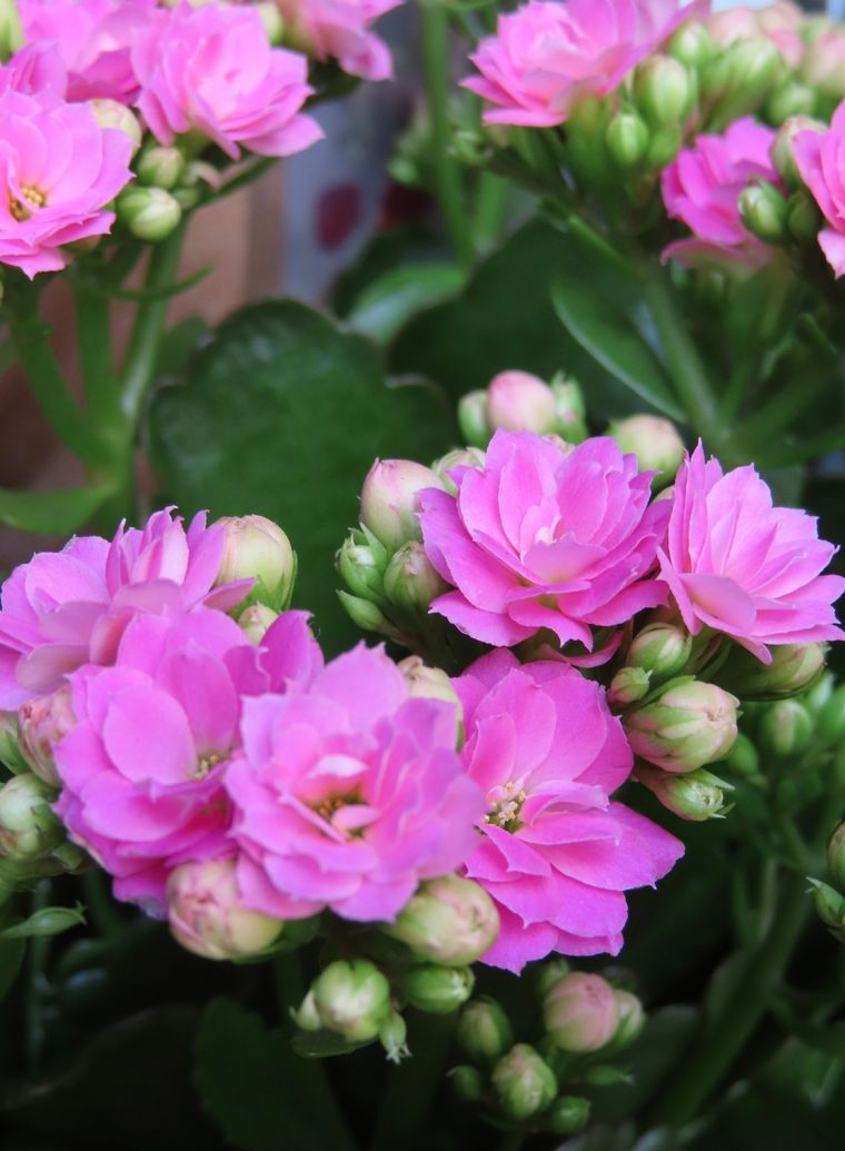 Estos abonos caseros son fáciles de realizar y están en la alacena de la cocina Foto: Shutterstock