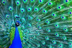 La cola del pavo real a menudo se cita como ejemplo de estímulos supranormales que se pueden encontrar en la naturaleza. Foto: GETTY IMAGES