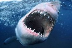 Foto ilustrativa Foto ilustrativa