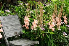 Embellece tu jardín cultivando gladiolos Foto: iBulb