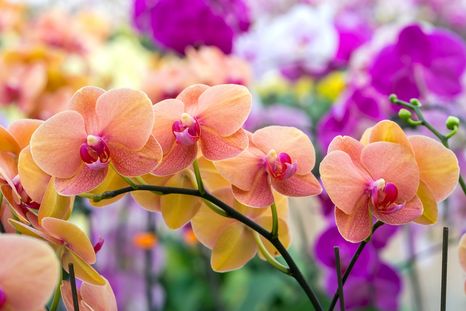 Este enraizador casero es mágico para que las orquídeas florezcan todo el tiempo Foto: SHUTTERSTOCK