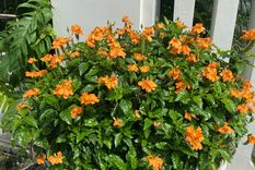 Una planta que combina belleza y practicidad, perfecta para tener flores todo el año.&nbsp;