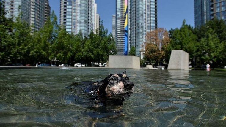 Un perro se refresca para apaciguar el impresionante calor. Foto: REUTERS