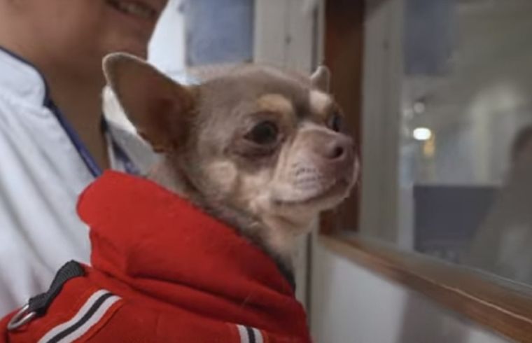 El proyecto busca reducir el estrés y la ansiedad en los pacientes de terapia intensiva Foto: Screenshot