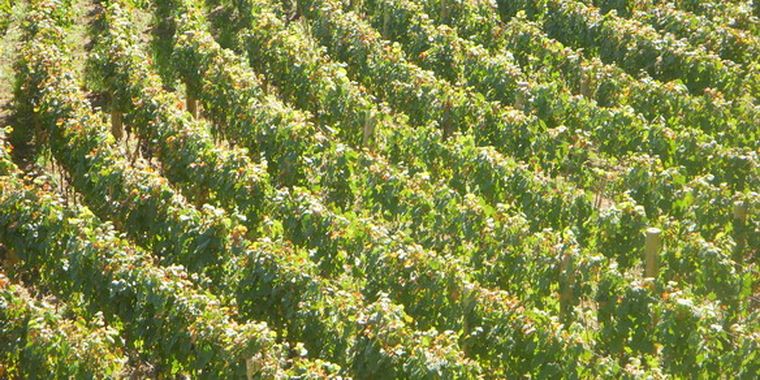 Las vides mendocinas: menos cosecha, pero más calidad. Foto: Ulises Naranjo / MDZ