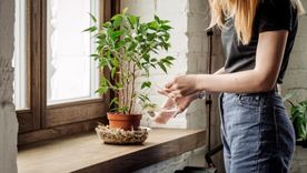 Las plantas para decorar el hogar durante el otoño. Las plantas para decorar el hogar durante el otoño.