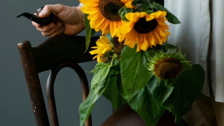 Los girasoles cortados pueden durar hasta dos semanas en el hogar. Foto: Freepik