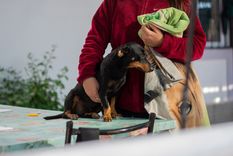 Salud animal en la Ciudad.