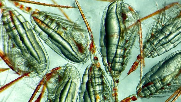 Copépodos hembra (4 mm) con depósitos de grasa en el cuerpo.