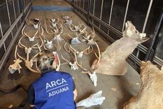 Hallaron animales taxidermizados sin declarar en un camión que salía del país hacia Brasil Foto: NA Hallaron animales taxidermizados sin declarar en un camión que salía del país hacia Brasil Foto: NA