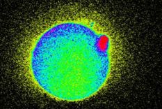 la chispa magica del espermatozoide cuando fertiliza a un ovulo