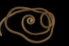 El animal, un milpiés verdadero con 1.306 patas. Foto: Paul E. Marek et al, Springer Nature, 2021 / CC BY 4.0