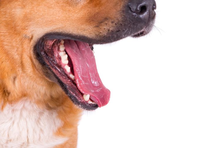 La salud dental de los perros es vital para prevenir enfermedades graves, te contamos en la nota cómo cuidarlos Foto: Freepik