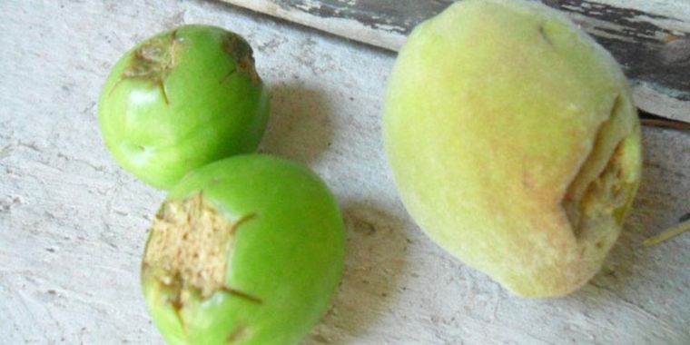 Dos ciruelas y un durazno dañados por el granizo Foto: Internet