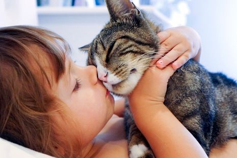Encontrar más rápido a tu gato perdido es más fácil con la guía que te dejamos en la nota Foto: ARCHIVO