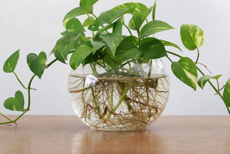 Pothos. Pothos.