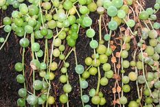 La planta rosario se caracteriza por la belleza de sus flores, pero para obtenerlas es necesario aplicar algunos trucos y acá te los mostramos Foto: Wikipedia
