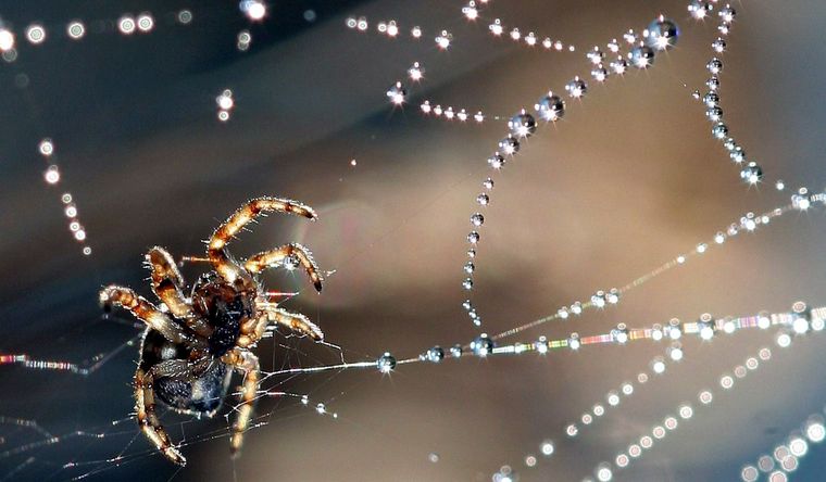 araña telaraña agua Las arañas reúnen agua en sus telas para sobrevivir. Foto: Efe.