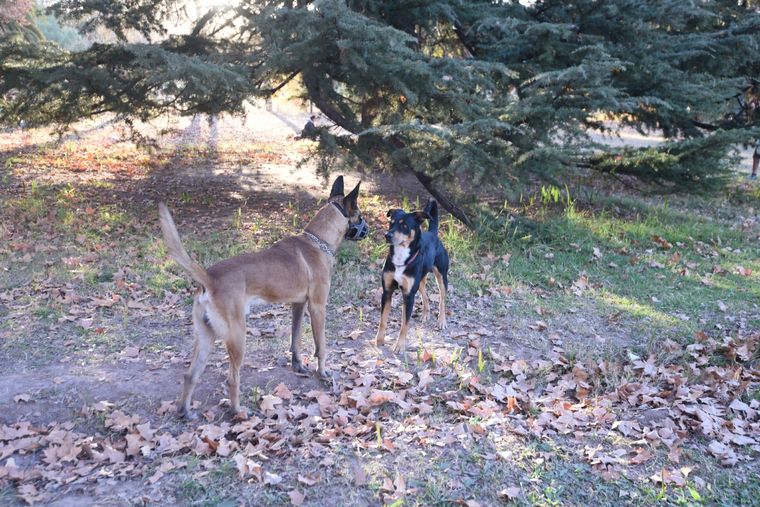 Foto ilustrativa Foto: Archivo MDZ