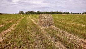 El cultivo de alfalfa ha crecido en los últimos años en Mendoza de la mano del impulso de la ganadería. El cultivo de alfalfa ha crecido en los últimos años en Mendoza de la mano del impulso de la ganadería.