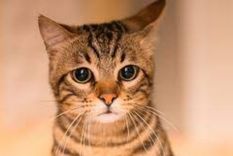 gato Foto: Purina Latam