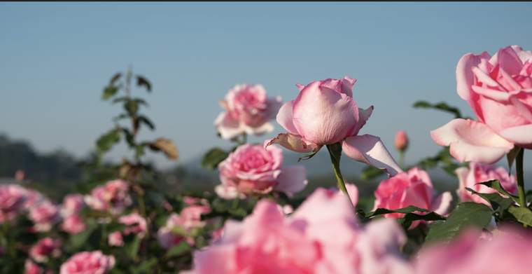 Los rosales son plantas resistentes pero necesitan sus cuidados para florecer sanas y fuertes Foto: Shutterstock