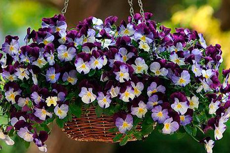 Estas flores pueden cultivarse tanto en macetas como en canteros del jardín.Créditos: ar.pinterest.com/pin/554224297911935879/ Estas flores pueden cultivarse tanto en macetas como en canteros del jardín.Créditos: ar.pinterest.com/pin/554224297911935879/