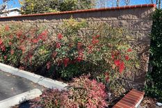 Conocida como bambú sagrado, la nandina esta entre los arbustos elegidos para esta época. Foto: Shutterstock