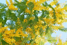 Además, atrae insectos como los pulgones y produce semillas que germinan rápidamente, lo que puede generar nuevos brotes no deseados en distintas partes del jardín Foto: Shutterstock