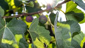 Higuera en el jardín Higuera en el jardín