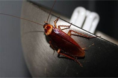 MDZol | Las cucarachas son una de las plagas más desagradables Foto: Shutterstock