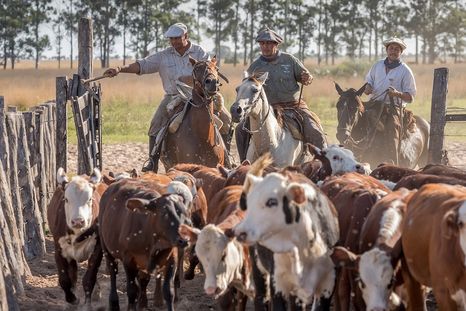el ganado entra en pausa tras meses de subas y ajuste de precios el ganado entra en pausa tras meses de subas y ajuste de precios