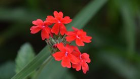 Estas flores pueden adornar cualquier tipo de jardín. Estas flores pueden adornar cualquier tipo de jardín.