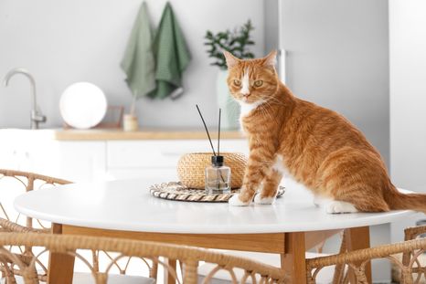 Por qué estas mascotas siempre prefieren superficies altas. Foto: Shutterstock Por qué estas mascotas siempre prefieren superficies altas. Foto: Shutterstock