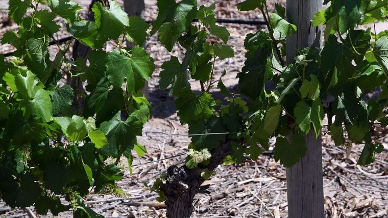 Foto: Prensa Gobierno de Mendoza
